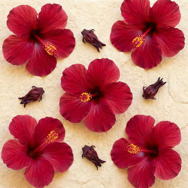 Hibiscus flowers